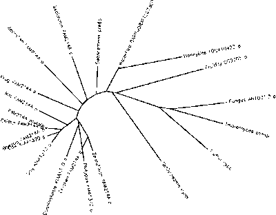 The evolutionary relationship between FAM214A and its orthologous proteins Phylogenetic Tree of FAM214A Orthologs.gif