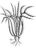 Thumbnail for Furcraea tuberosa