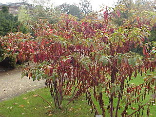 Die Kermesbeeren (Phytolacca) 