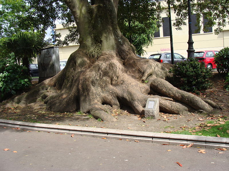 File:Phytolacca dioica.003 - A Coruña.JPG