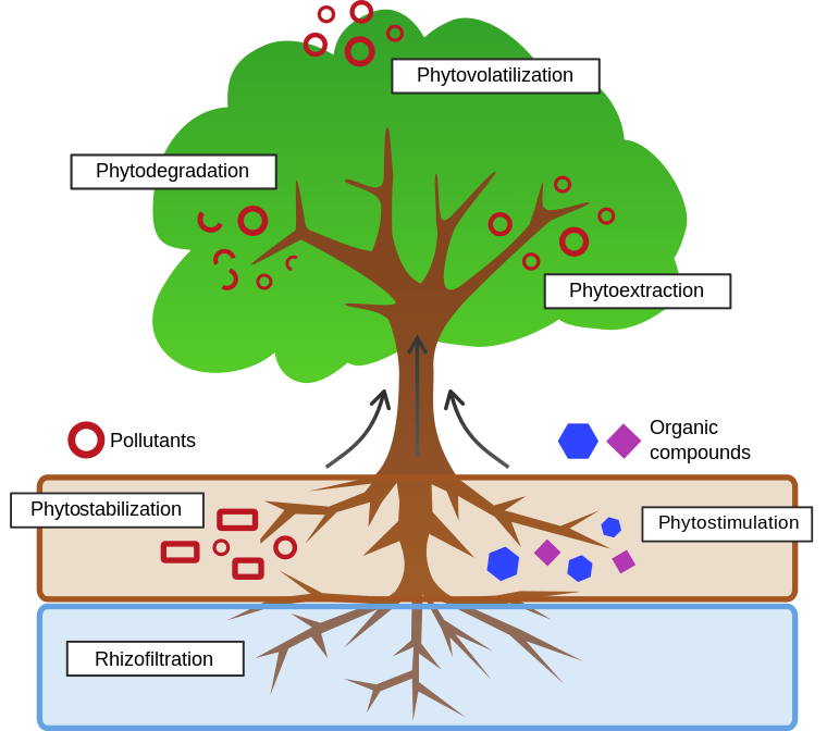 Phytoremediation processes. Radionuclides can not be phytodegraded but converted to more stable or less toxic forms.