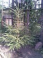 Közönséges lucfenyő (Picea abies)