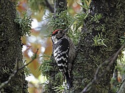 Lesser spotted woodpecker (Dryobates minor)