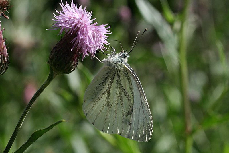 File:Pieris napi Kronobergsparen 2.JPG