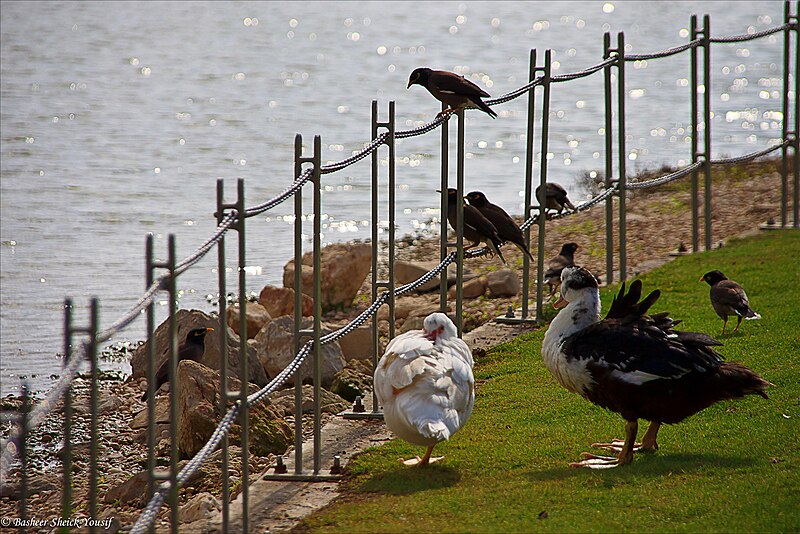 File:PikiWiki Israel 17357 Herzliya park.jpg