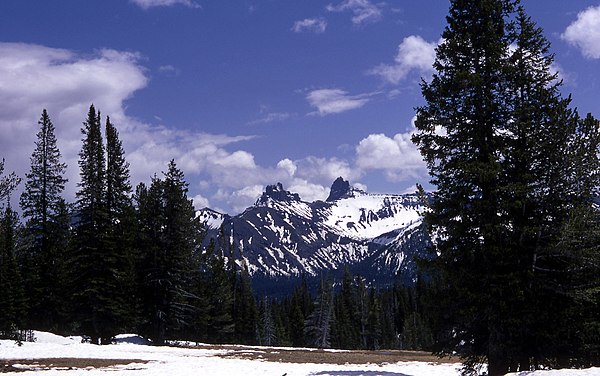 Subalpine forest in Shoshone National Forest, Wyoming