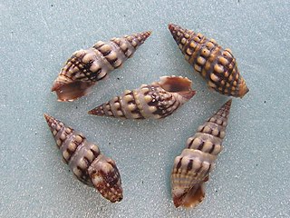<i>Pilsbryspira nymphia</i> Species of gastropod