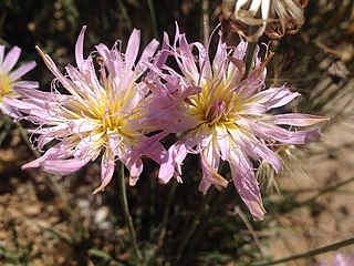 <i>Pinaropappus</i> Genus of flowering plants