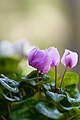 Pink Cyclamen (Cyclamen persicum).