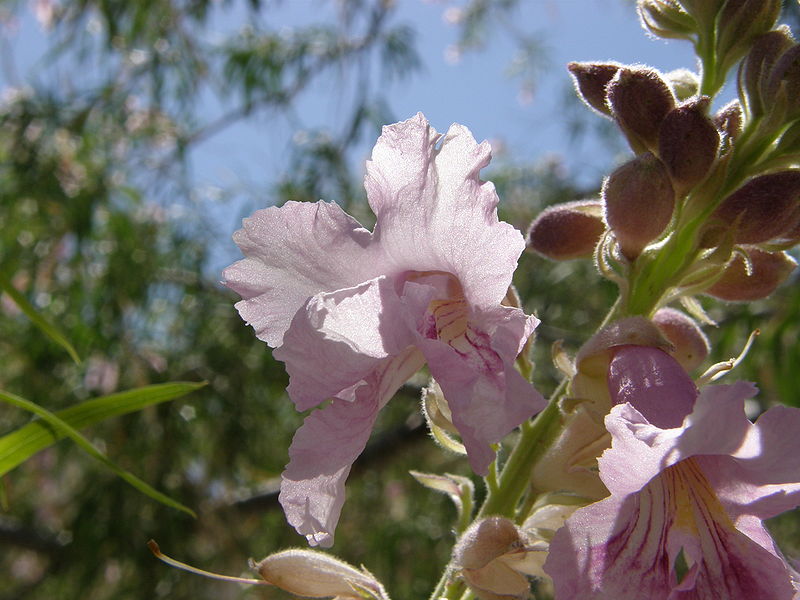 File:Pink tree flower aradecki.jpg