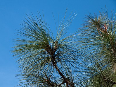 Pinus canariensis Twigs
