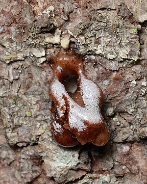 Pitch Mass Borer Moth (Synanthedon pini) Damage