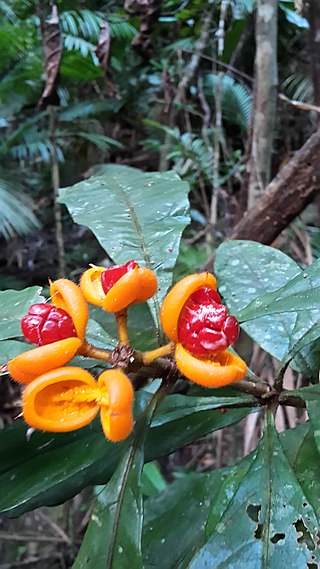 <i>Pittosporum rubiginosum</i> Species of plant in the family Pittosporaceae