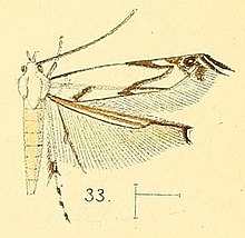 Pl.4-fig.33-Thiotricha tenuis (Walsingham, 1891) (Polyhymno).jpg