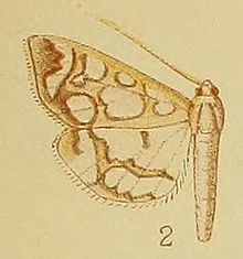 Pl.41-сурет.02-Polythlipta camptozona Hampson, 1910. JPG