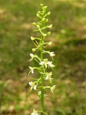 Platanthera bifolia