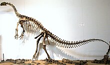 Plateosaurus Skelett 2.jpg