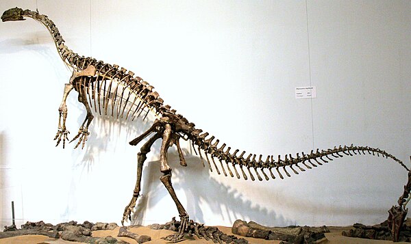 Plateosauria