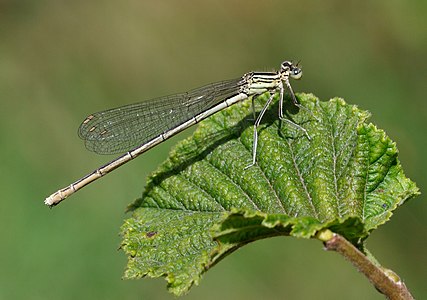 White-legged Damselfly