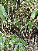 Poaceae Sasa palmata 2.jpg