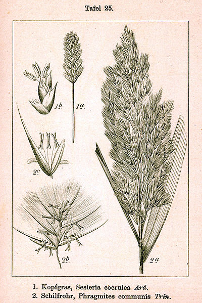 File:Poaceae spp Sturm25.jpg