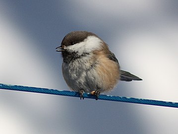 Poecile cinctus e Kittilä (Lappi, Finland)