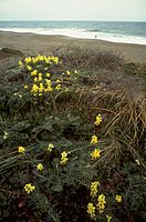 Point Reyes National Seashore PORE4294.jpg