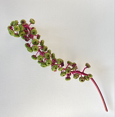 Phytolacca americana(Pokeweed) immature berries