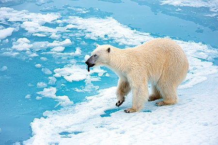 Polar Bear with its tongue sticking out