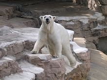 Polar bear in exhibit Polar bear stl zoo.jpg