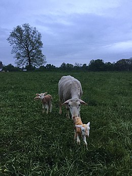 A Polypay ewe tends to her newly born triplets.