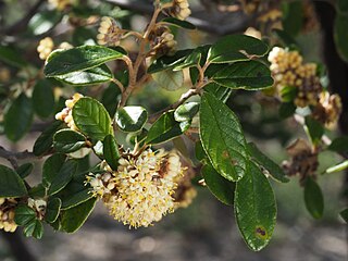 <i>Pomaderris betulina</i> Species of shrub