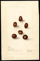 Imagen de unas nueces originarias de Japón