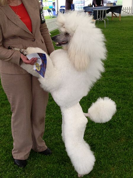 File:Poodle, white standard 01.jpg