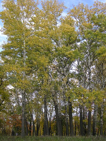 File:Populus × canescens (habitus).jpg