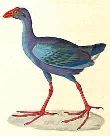 Porphyrio porphyrio indicus 1838.jpg