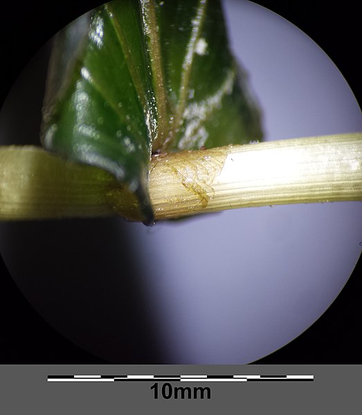 File:Potamogeton perfoliatus sl8.jpg