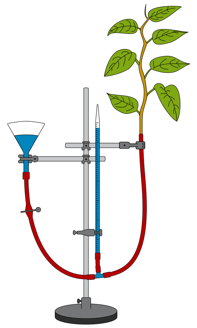 potometer wikipedia