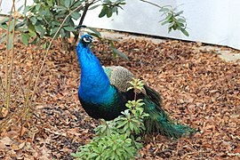 A Peacock