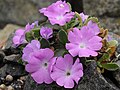 Primula allionii HNG12