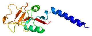 Mannan-binding lectin