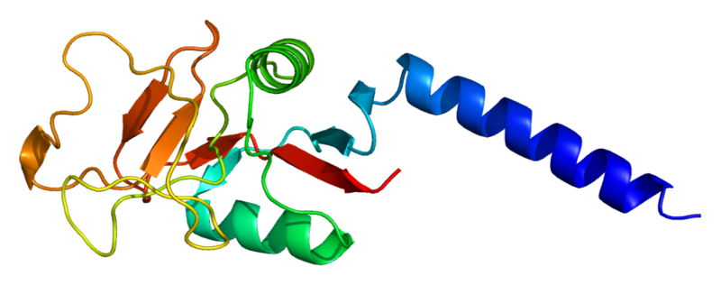 File:Protein MBL2 PDB 1hup.png
