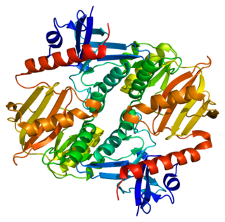 Synapsin 2