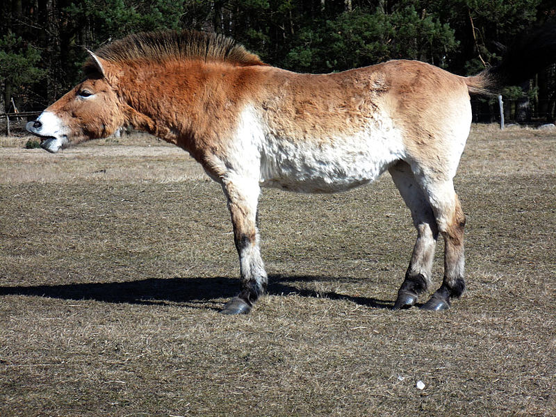 File:Przewalski's horse demonstrating the flehmen response.jpg