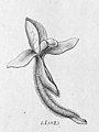 Pteroglossa glazioviana (as syn. Pelexia glazioviana) Illustration in: "Flora Brasiliensis" vol. 3 pt. 4 tab. 34 (1893) (Detail)