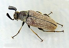 Ptilophorus dufouri.JPG