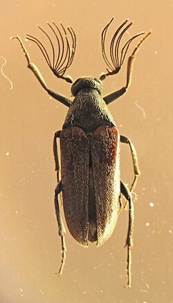 Ptilophorus wrightii, USA, TX, Jeff Davis Co., Limpia Canyon, 1994.09.25 (37037039895).jpg