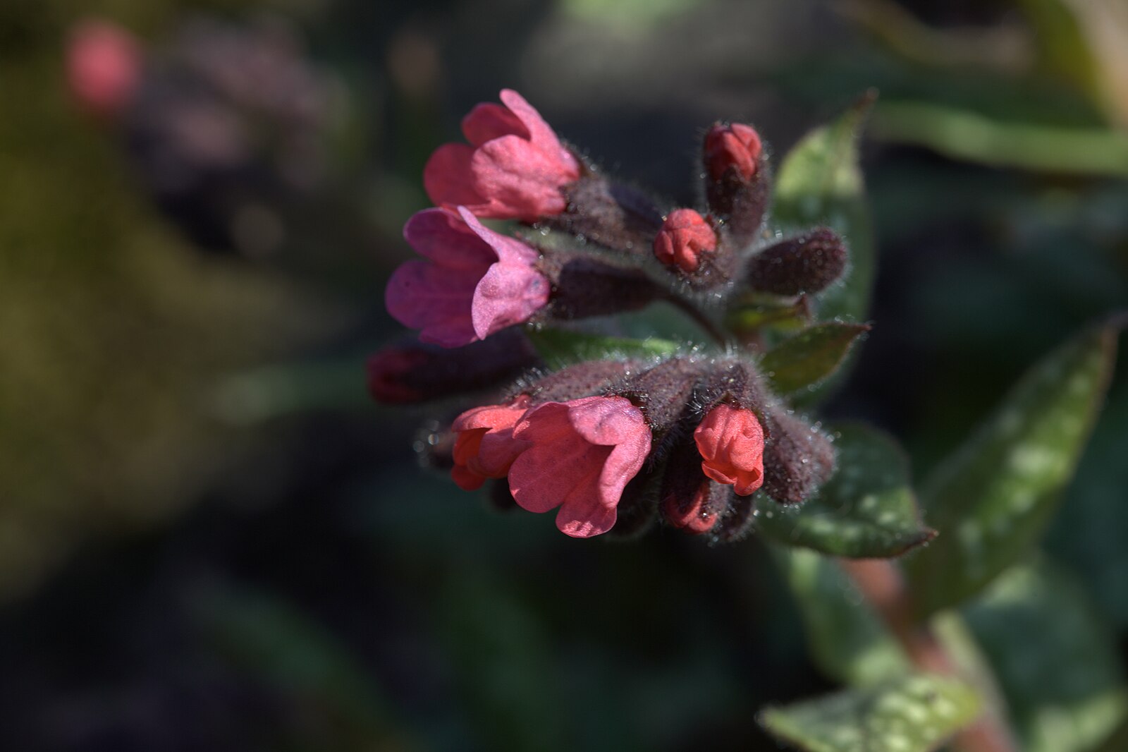 Медуница сахарная Pulmonaria saccharata