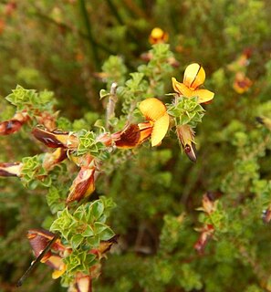 <i>Pultenaea densifolia</i> Species of legume