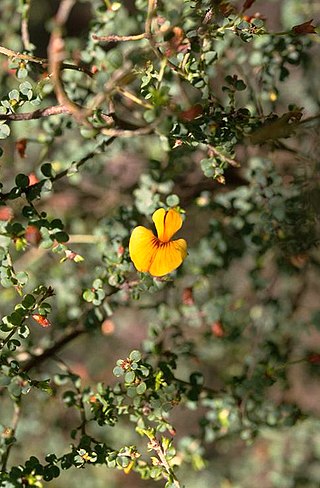 <i>Pultenaea patellifolia</i> Species of flowering plant